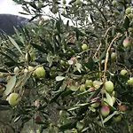 Le Ciappe Castelbianco Terra Citr 9020-beb-0003 Colletta