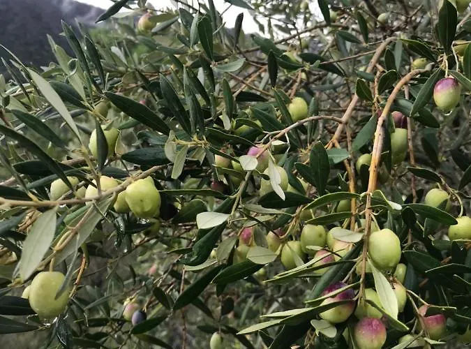 Le Ciappe Castelbianco Terra Citr 9020-beb-0003 Colletta